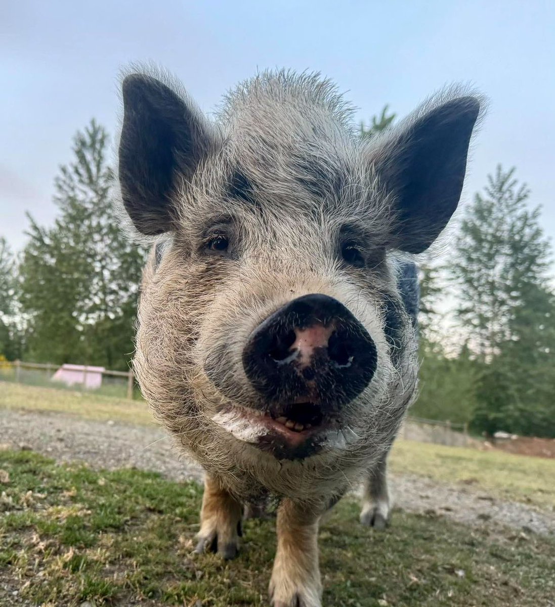 Gracie’s got such a great smile! 😁

#homeforhooves #vancouverislandsfarmsanctuary #pig #cowichanvalley #explorecowichan #vegan #vanisle