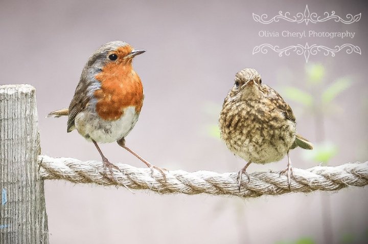 Good morning! A robin with it's speckled baby 🧡 Have a lovely Thursday. #daughterpic