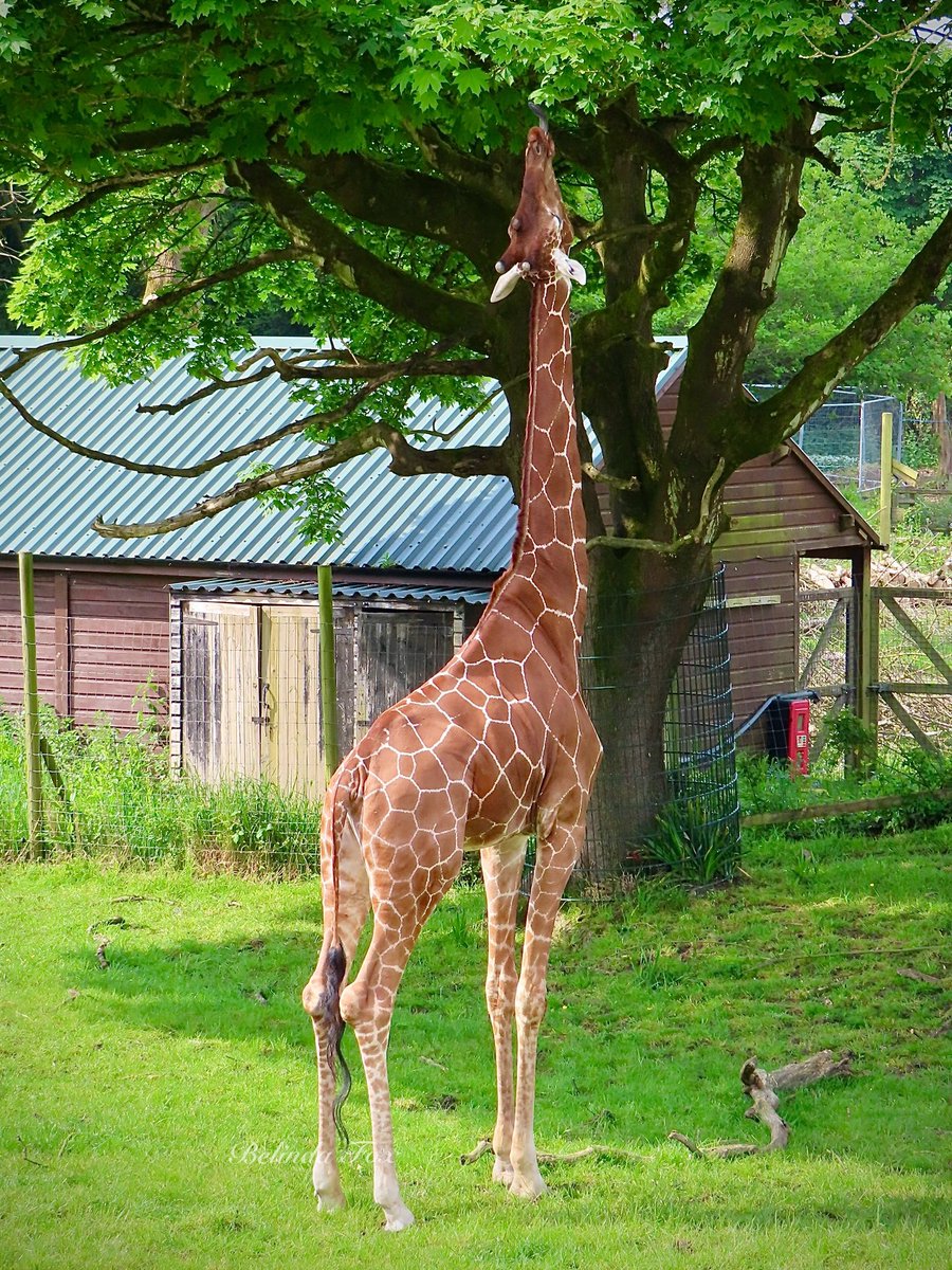 When even a giraffe could do with being a bit taller! 🦒❤️ @briszooproject #giraffe #reticulatedgiraffe