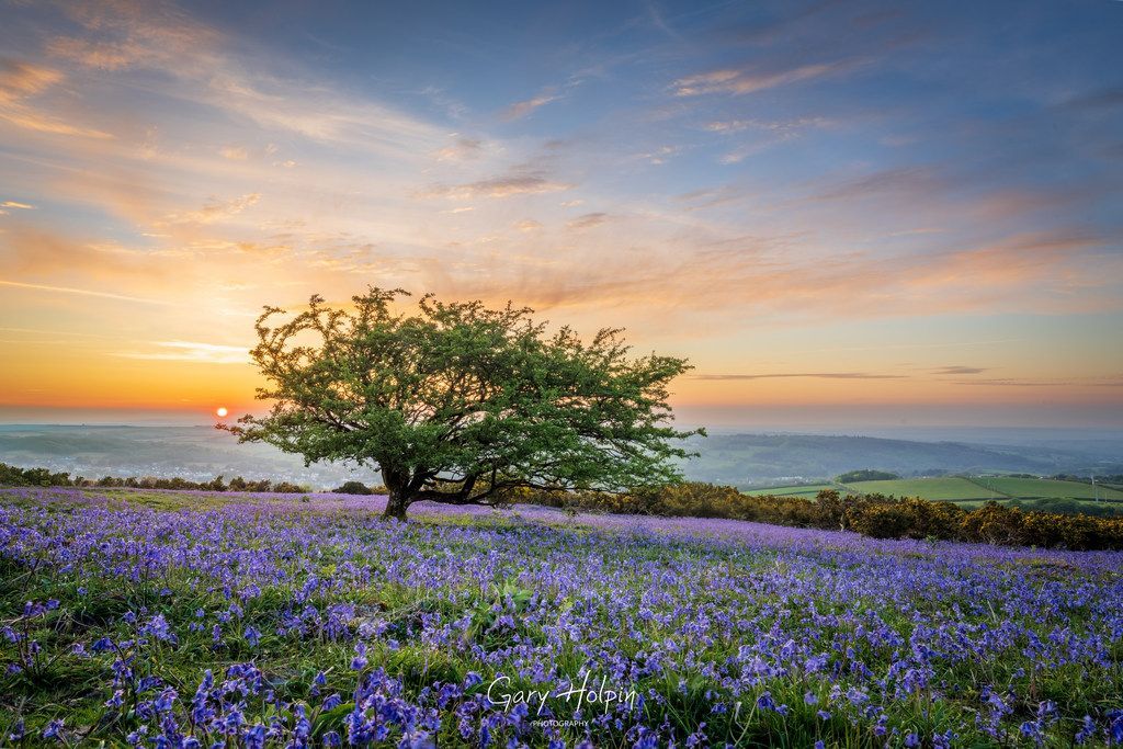 Morning! This week is #bluebell week and finally is a beautiful spring sunset over the amazing bluebell fields of East Hill, #Dartmoor.... 👇 It's my personal fave this week - if you agree please give it a repost! #dailyphotos #thursdayvibe #thephotohour #bluebells #stormhour