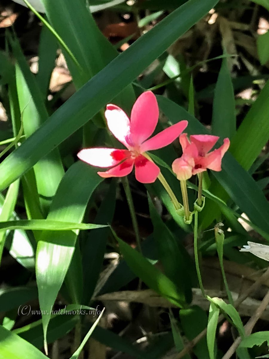 「雑草じゃないよ」#フリージア・ラクサ

雑草に紛れて咲いておりました
Google Lensがフリージアだと教えてくれました（＾＾）

#花のある暮らし #田舎暮らし #キリトリノセカイ #ファインダー越しの私の世界