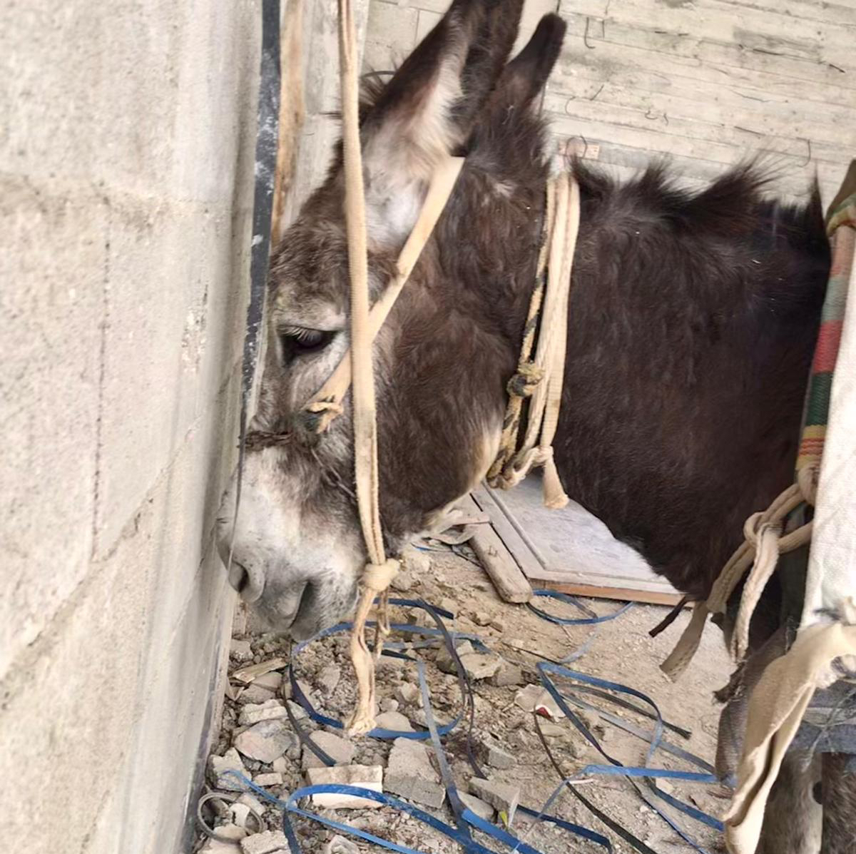 💔 We do all we can to improve donkeys' lives in the West Bank & with our mobile clinics providing free veterinary treatment & our educational work on donkey welfare with owners & their children, we see positive results 🙏 ow.ly/nbzw50OxQpq