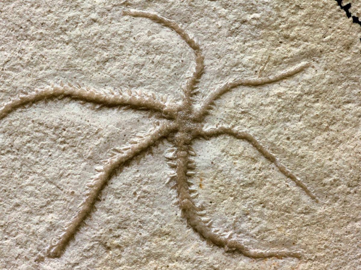 Vincent Reneleau 🦕 tweet media