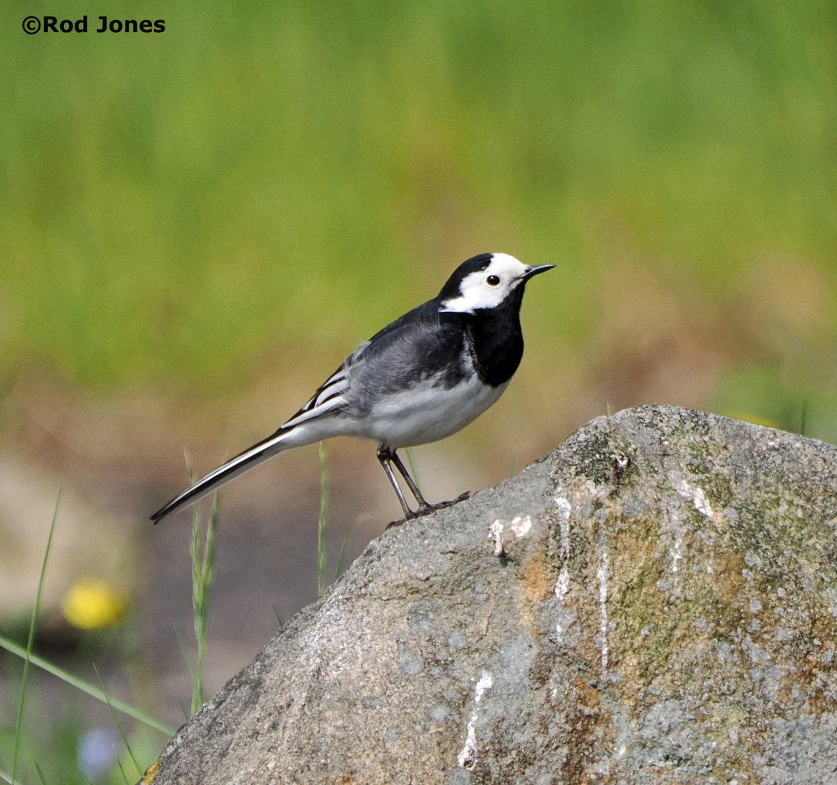 Pied wagtail on Rishworth Moor. #ThePhotoHour #TwitterNaturePhotography #wildlife #nature #BirdsOfTwitter