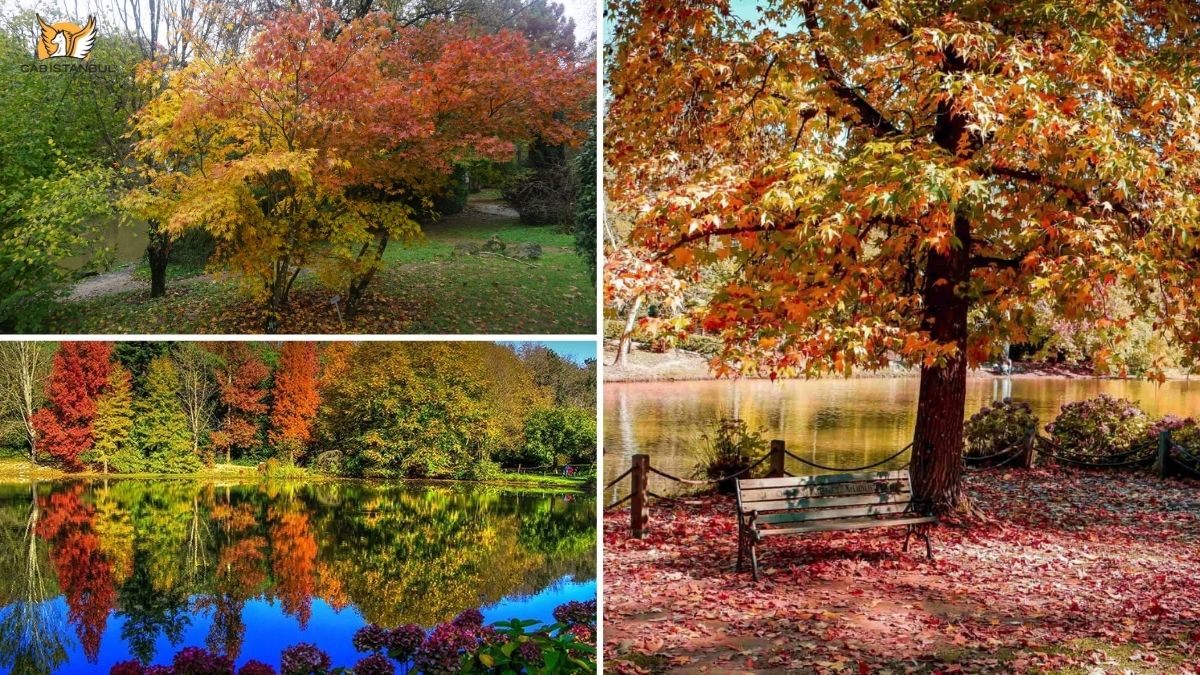 Atatürk Arboretumu Atatürk Arboretumu, Türkiye'nin ilk ve en büyük arboretumu olma özelliğini taşıyor. Binlerce bitki türüne ev sahipliği yapmasıyla bilinen bu muhteşem yer, yürüyüş yolları, göletler ve piknik alanlarıyla dolu. #atatürkarboretumu #doğa #istanbul #yeşil #keşif