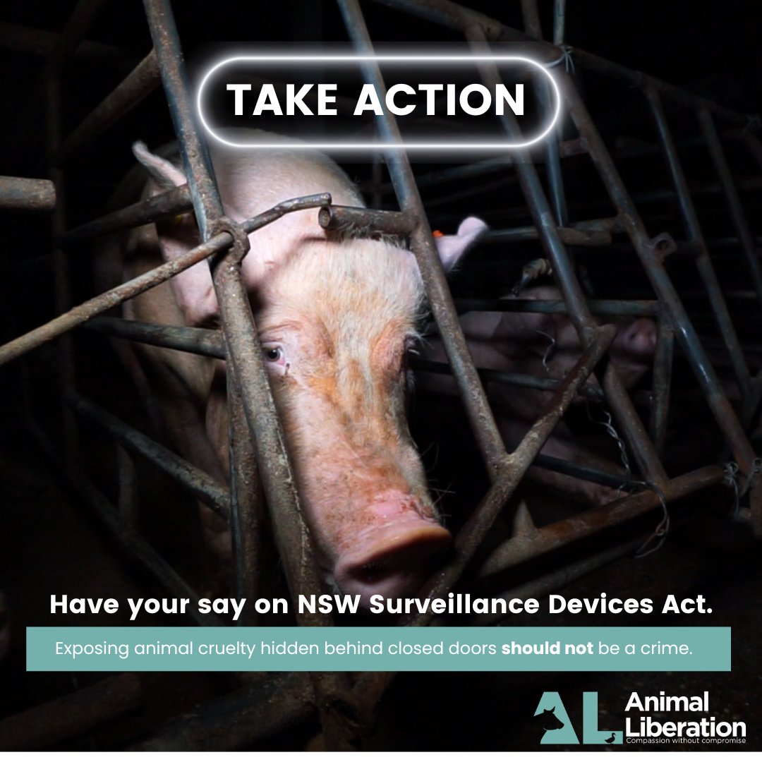 The NSW Government's review of the Surveillance Devices Act is a pivotal moment for animal rights in our state. Currently, there is no provision for a public interest exemption.
 al.org.au/take-action-op…
Together, we can create a future where compassion triumphs over cruelty.
