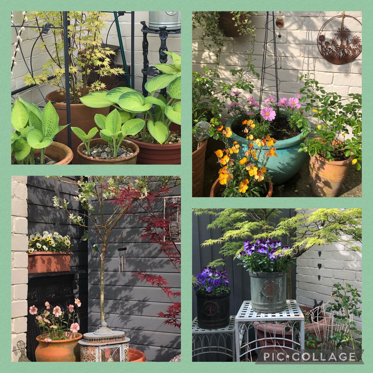 Happy Thursday everyone! 4 views of my little garden in yesterday’s sunshine 🌞 #MyLittleGarden 💚💚