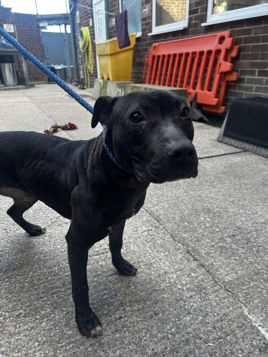 Please retweet to help Rosie find a home #SHEFFIELD #YORKSHIRE #UK This lovely girl was sadly found tied up & abandoned in an emaciated state. She is not microchipped so we do not know her age or date of birth but the kennels have named her “Rosie” & aged her at around 2 years