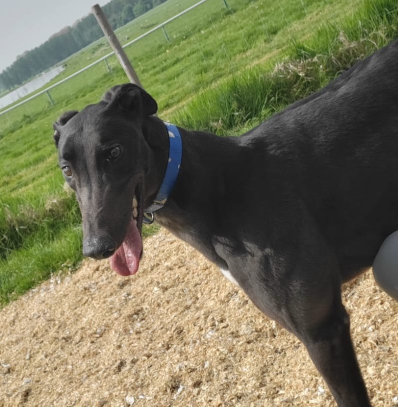 *GREYHOUND DERBY ENTRY NUMBER 2* 

Makeit The Bear is a MARCH 21 Dog, he was a PUPPY DERBY finalists in 2023! Bear is in fine form leading up to the opening round of the derby, winning 3 out of his last 5 races and setting his fastest time of 29.39 ❤️

Owners : Makeit Syndicate