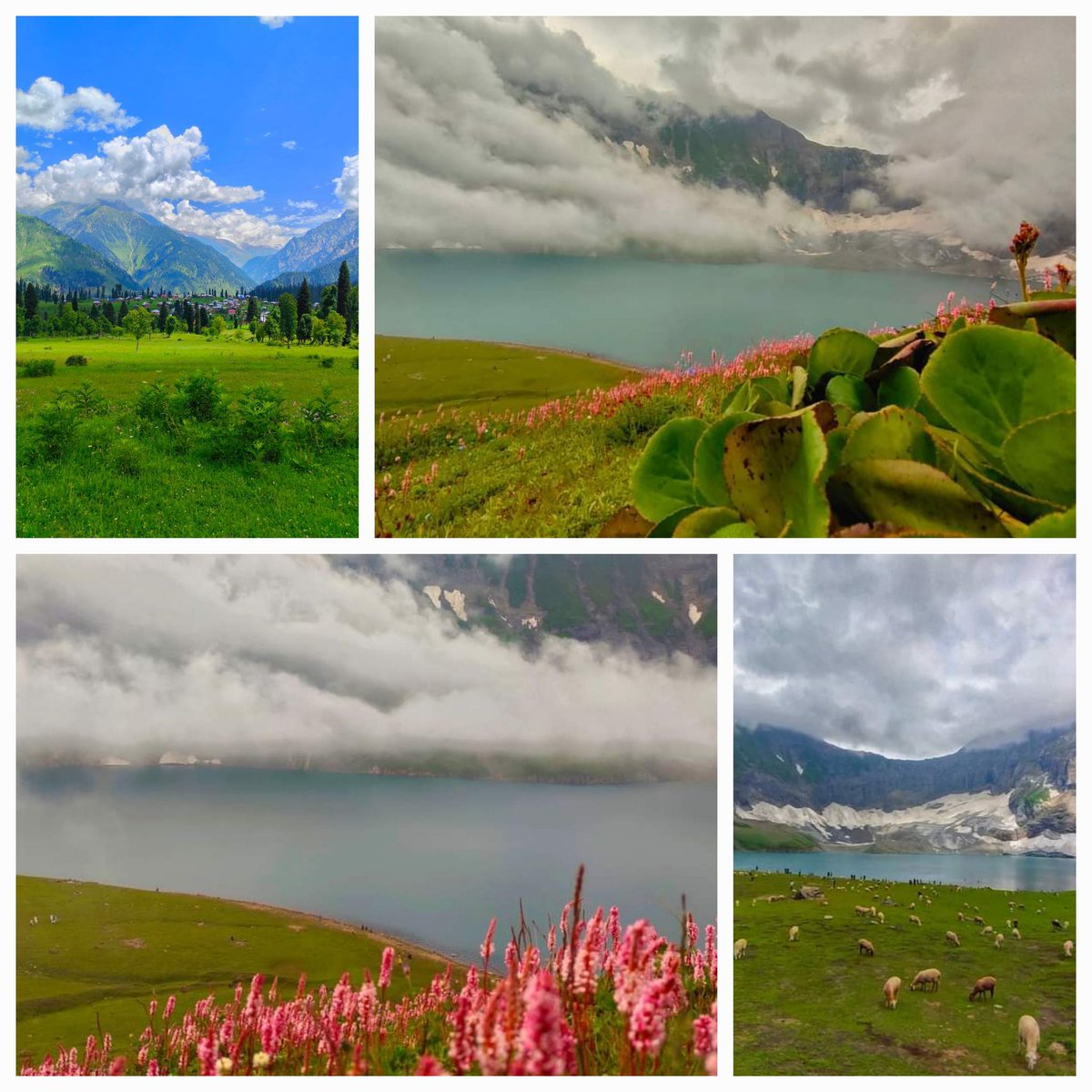 We toured Neelum Valley, Kashmir in July, 2022 with @travelwithntc owned by @wickyqureshi, who's a very good organiser and a brilliant photographer also. I'm sharing some of the clicks from the tour (all taken by Waqar)