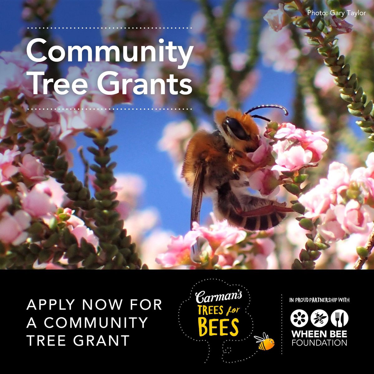 Applications are now open for the 2024 Carman’s Trees for Bees Community Tree Grants. This year, 21 grants are available for community organisations to plant pollinator-friendly trees and shrubs in their local area. Apply at bit.ly/3V1uynD #treesforbees @CarmansKitchen