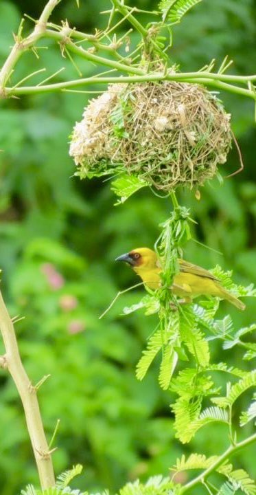 #throwbackthursday …
To this
Baya weaver & his beautifully decorated nest..
#BIRDSTORY #vrupix #indiAves