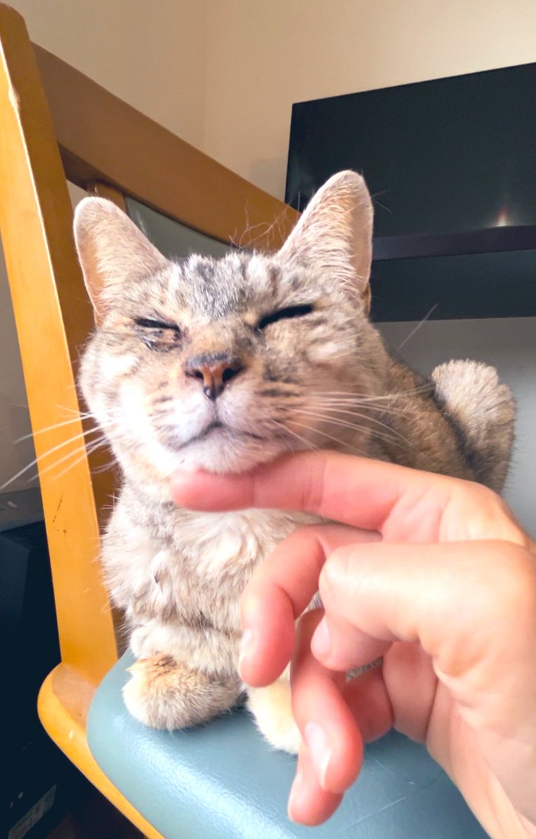 888eri888's tweet image. もう病院でしてあげられる事は何も無いと言われ10日目
一生懸命頑張ってる
うちの子になってくれてほんとうにありがとうね‼️となんどもなんども語りかけてる。
 #急性腎不全  #ゆきこ  #愛してる