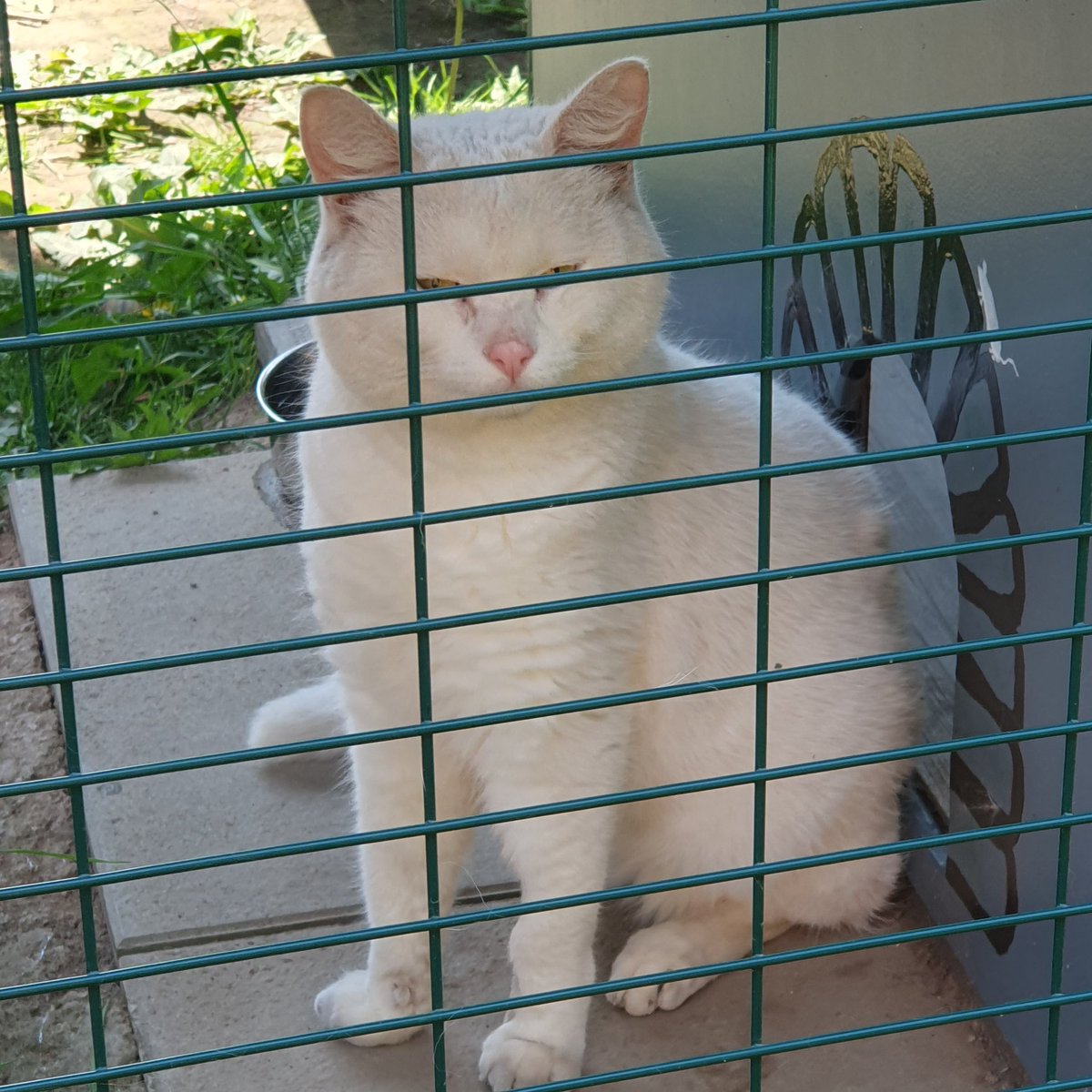 #ThursdayMotivation - Johnny is sitting in the shade by his castle. #inthecompanyofcats #rescuecats #purrfectfelines #catvibes #cat #catlovers