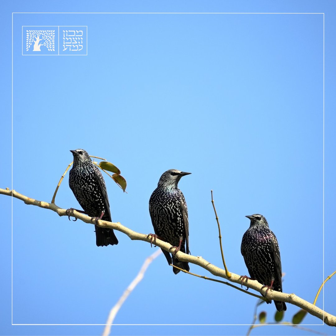 Here are three things you (probably) didn't know about the common starling: 1. Mega sociable – starlings live in huge flocks of thousands. 2. A vocal virtuoso – the common starling uses its versatile voice to sing, whistle and imitate small animals, such as frogs or cats, human
