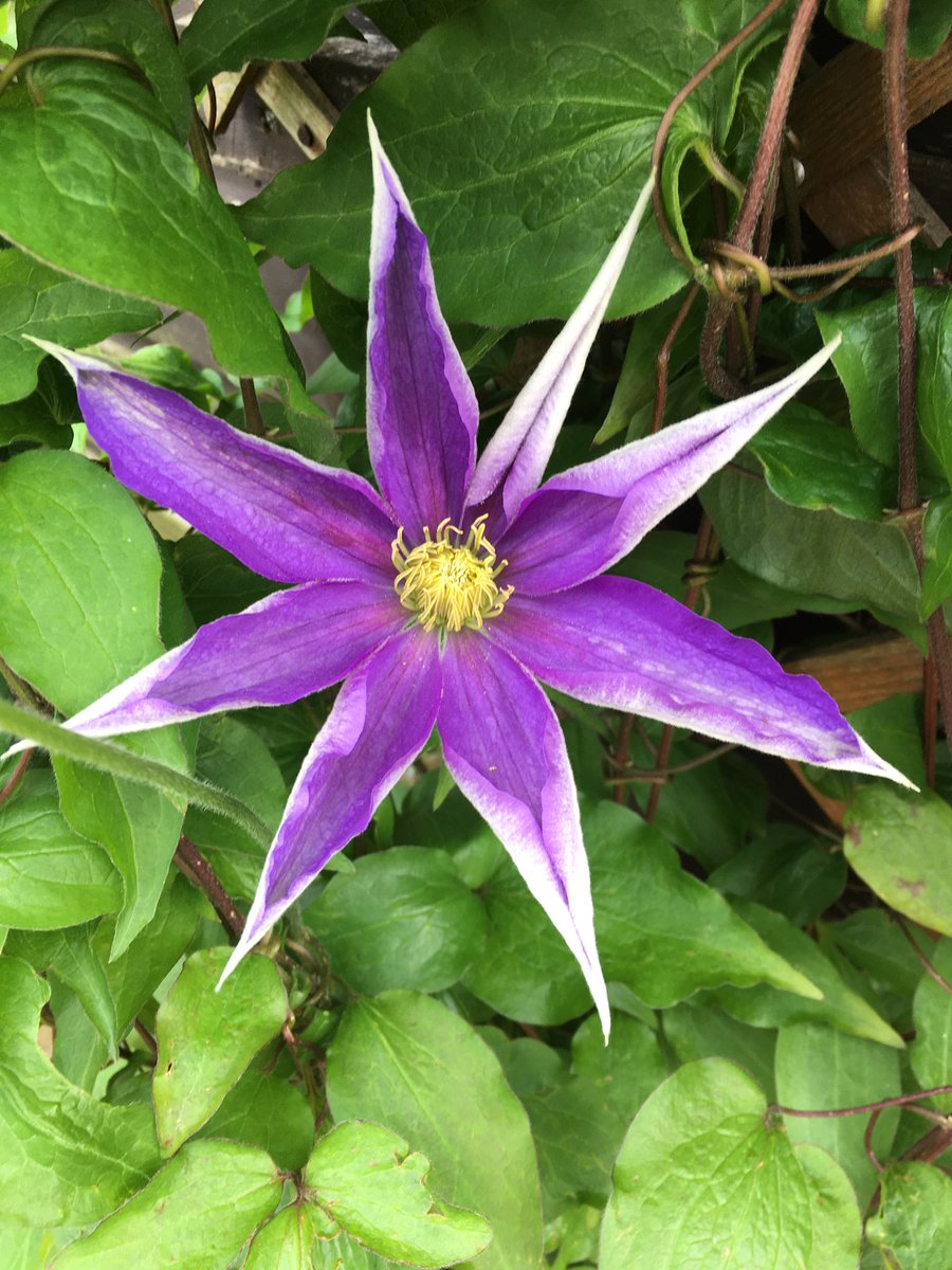 Morning. This clematis makes me think of a star. Happy Thursday #GardeningX #ClematisThursday #SpringGarden