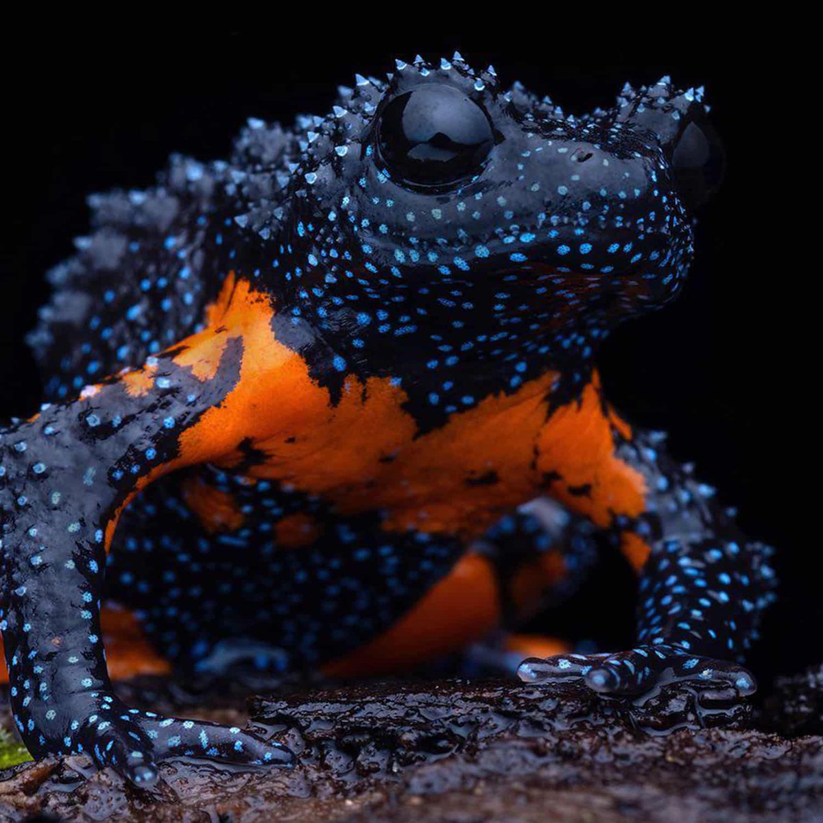 Galaxy Frog Latin name: Nyctibatrachus petraeus
- Gestation: N/A, lay eggs
- Lay clutches of eggs, usually containing dozens of embryos
- Average lifespan of 5-10 years
- Inhabit fast-flowing streams and moist forest floors
- Native to the Western Ghats of India
#NS_Facts
