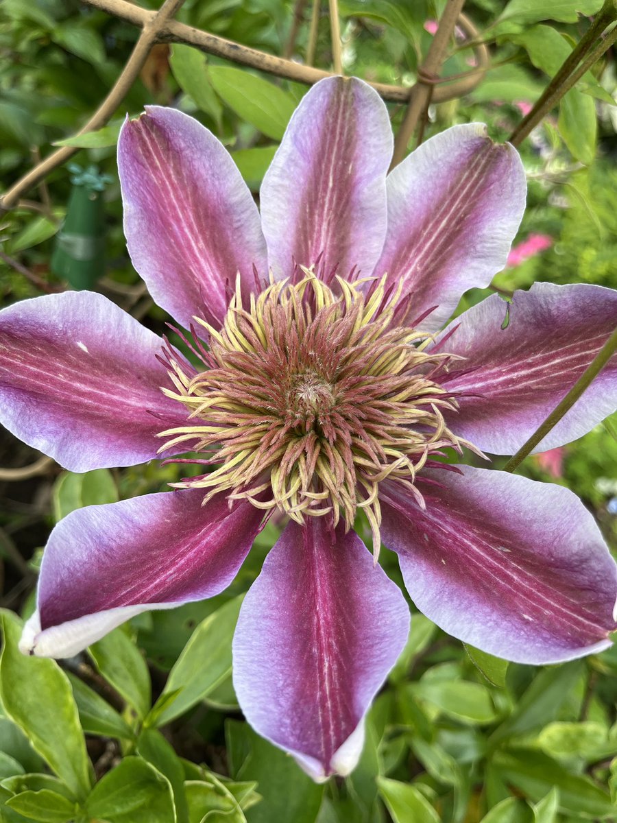 My #Clematis has put in an appearance. What a beauty! #Flowers #Gardening #FlowerHunting #ClematisThursday