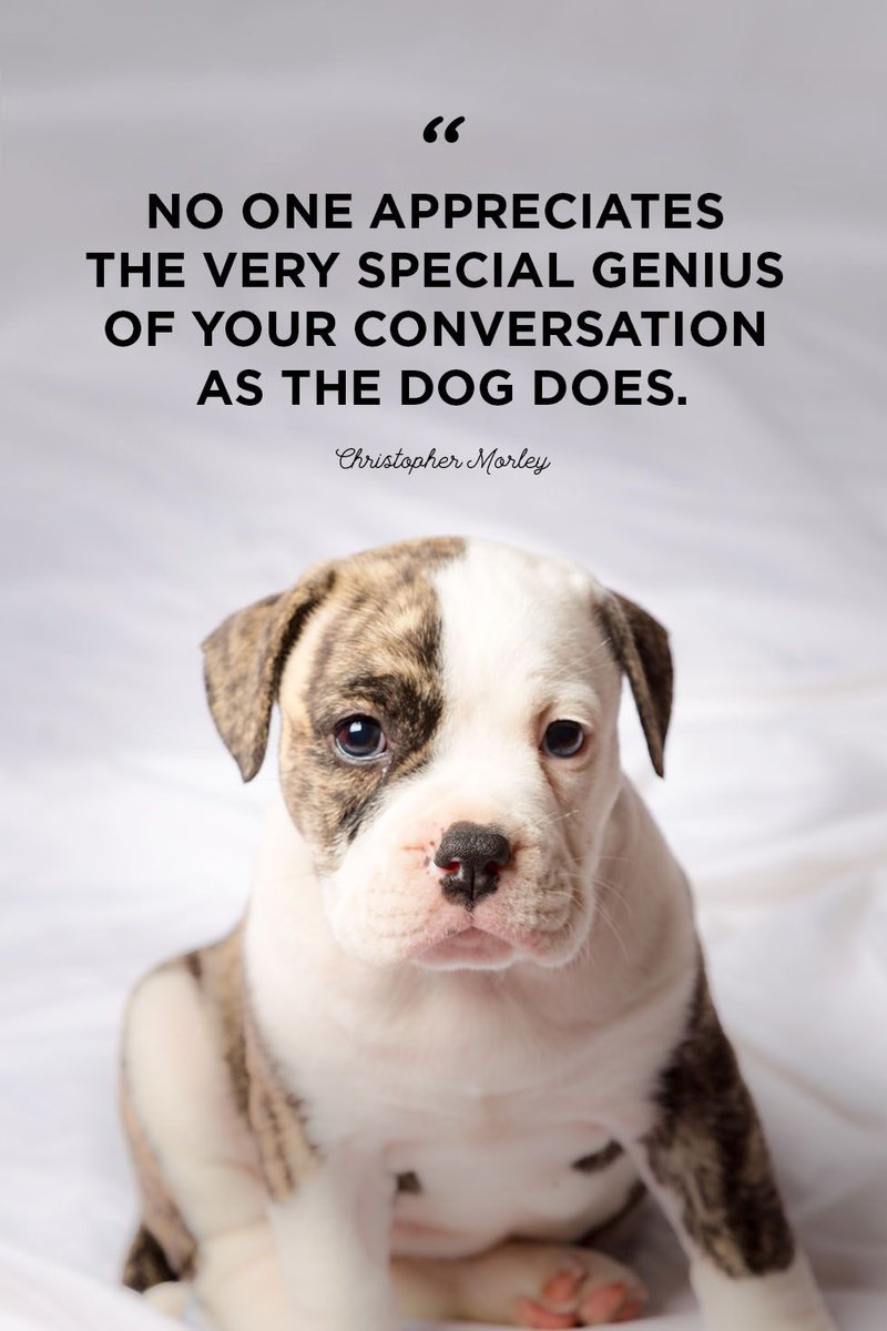 Renalpetcare tweet media