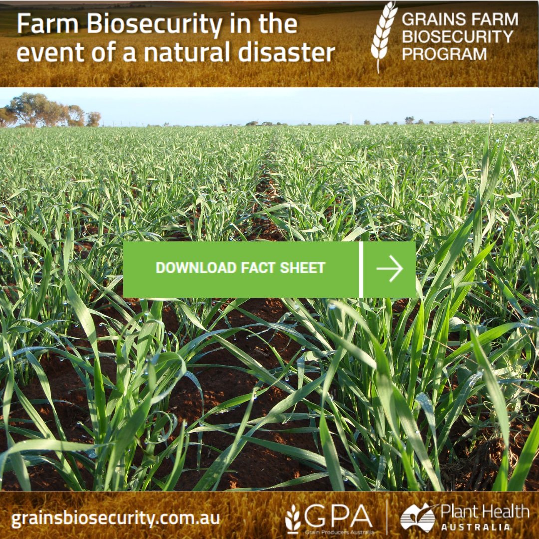 Grain producers, do you know what to do about farm #biosecurity in the event of a natural disaster? There’s a fact sheet to help you navigate biosecurity in an emergency 👇  grainsbiosecurity.com.au/resources/farm…