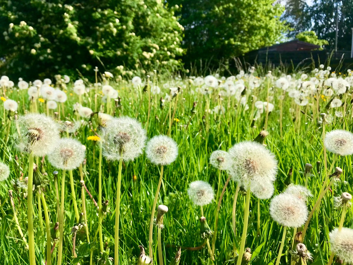 🕰️ what’s the time? 

                  Time for lots of wishes 🌬️⚪️🌬️⚪️🌬️

Morning All… May your wishes come true 🤞🏻

#clocks #dandelions #ThePhotoHour
