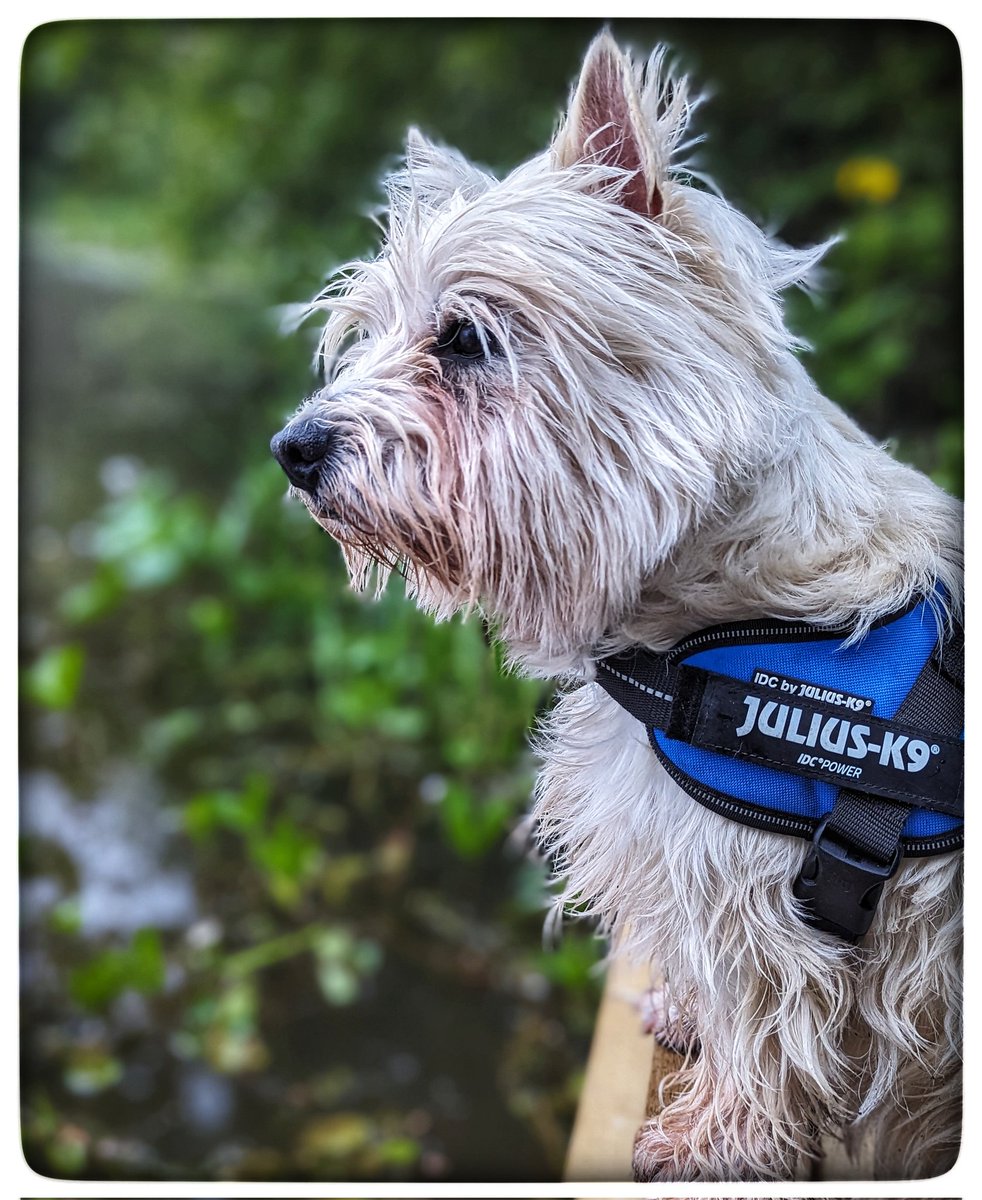 #Spring walks 
A mist over the pool 🌸
Moorhen parent with a small fish in his beak, to share, heading home 
The heron announced his arrival!
Yellow irises flowering 
Blackbirds and blue tits 
Things that make me happy 💛
#Gentleness 💙
#Ready4Freddie 💚🐶 
#KeepGoing x⛅