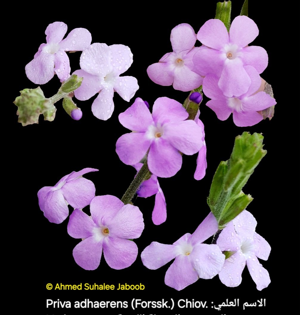 .Priva adhaerens (Forssk.) Chiov
من جنس الحسق من الفصيلة اللوزية Verbenaceae
الاسم المحلي:  عفرفير أحيور
أسماء أخرى : حسق  
أوراقها قلبية مسننة  لزجة (لاطئة) #فلورا_عمان