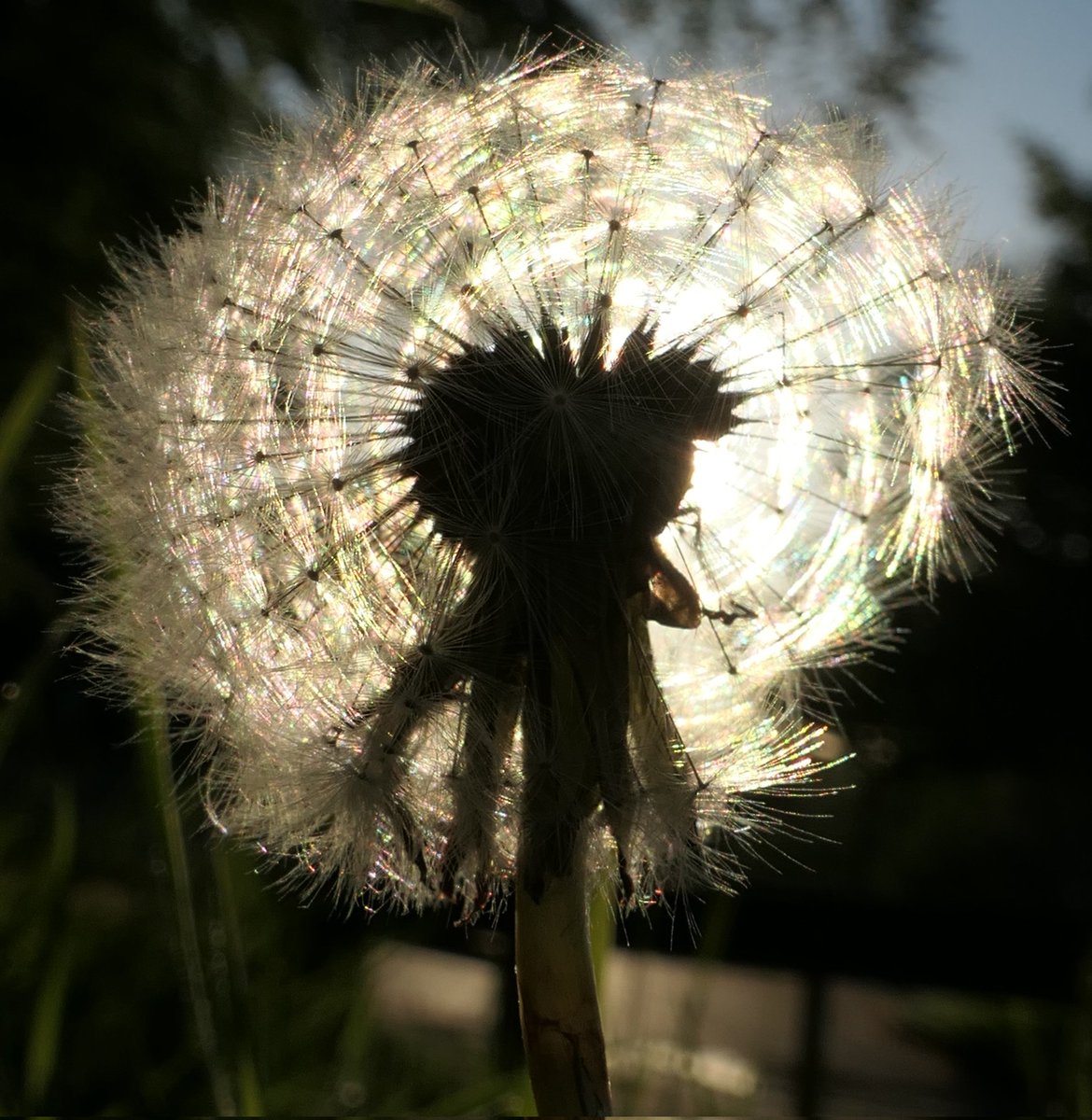 Have a lovely Thursday, a few sunny evenings have made me happy taking pictures of back-lit #dandelion clocks and buttercups ☺️