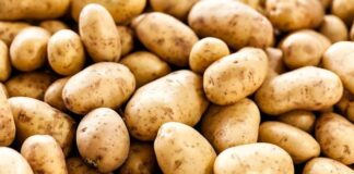 Potato Practices: 

Potatoes thrive in cool climates and require consistent moisture. Hilling up soil around the plants encourages more tubers.

Add Other more practices?
#Potatoes 
#AgTech