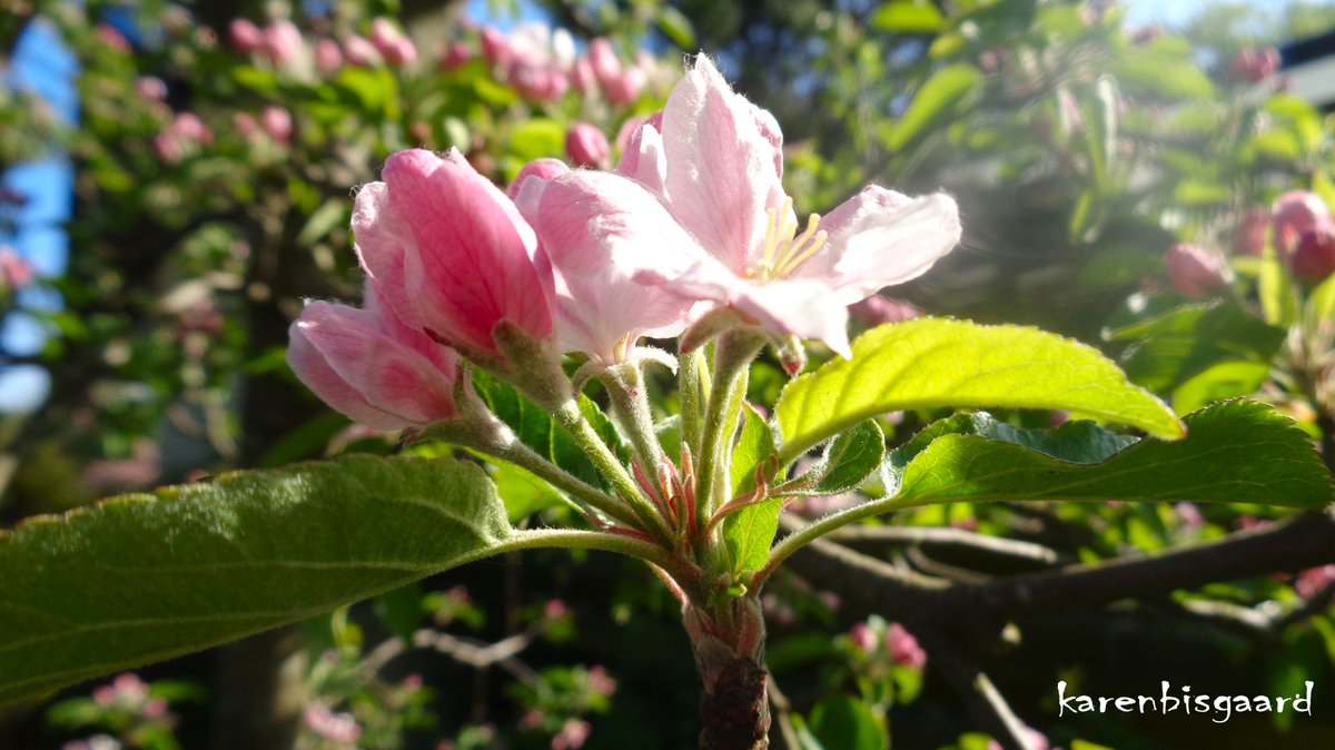 KarenBisgaard1's tweet photo. https://t.co/XHYQZtWsNu
#appleflowers #bloomingtree #spring https://t.co/Th0QQDq4Ez