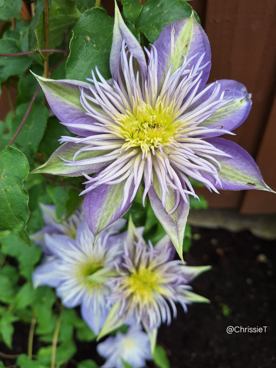 Wishing you all a lovely Thursday whatever you have planned 🌿 #ClematisThursday #Flowers #MyGarden #Gardening #GardeningTwitter #GardeningX