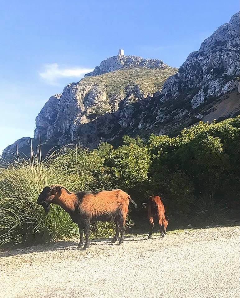 Good Morning Friends 🐐⛰️✨ 📷Sa Talaia D’Albercuitx, Mallorca by me.