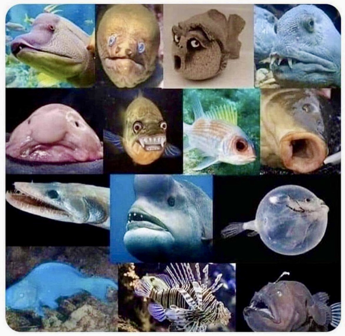 When you're single and people tell you there are plenty of fish in the sea… These are the fish 👇