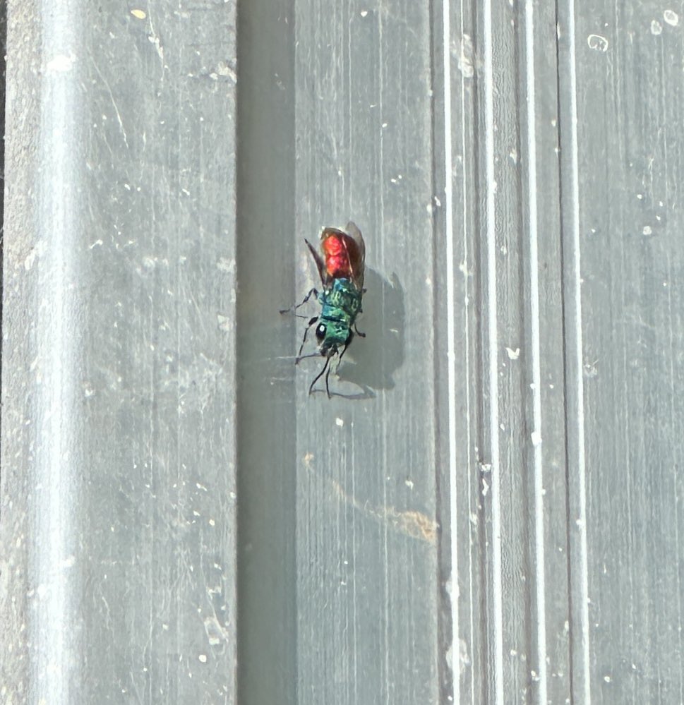 #InsectThursday
Super excited to spot a Ruby Tailed Wasp in the greenhouse 🐝🩵❤️
I saw something whizzing around, then it settled for a second on the staging. This is the best I could capture in the time 🤗

#wildlife #insects #mygarden
