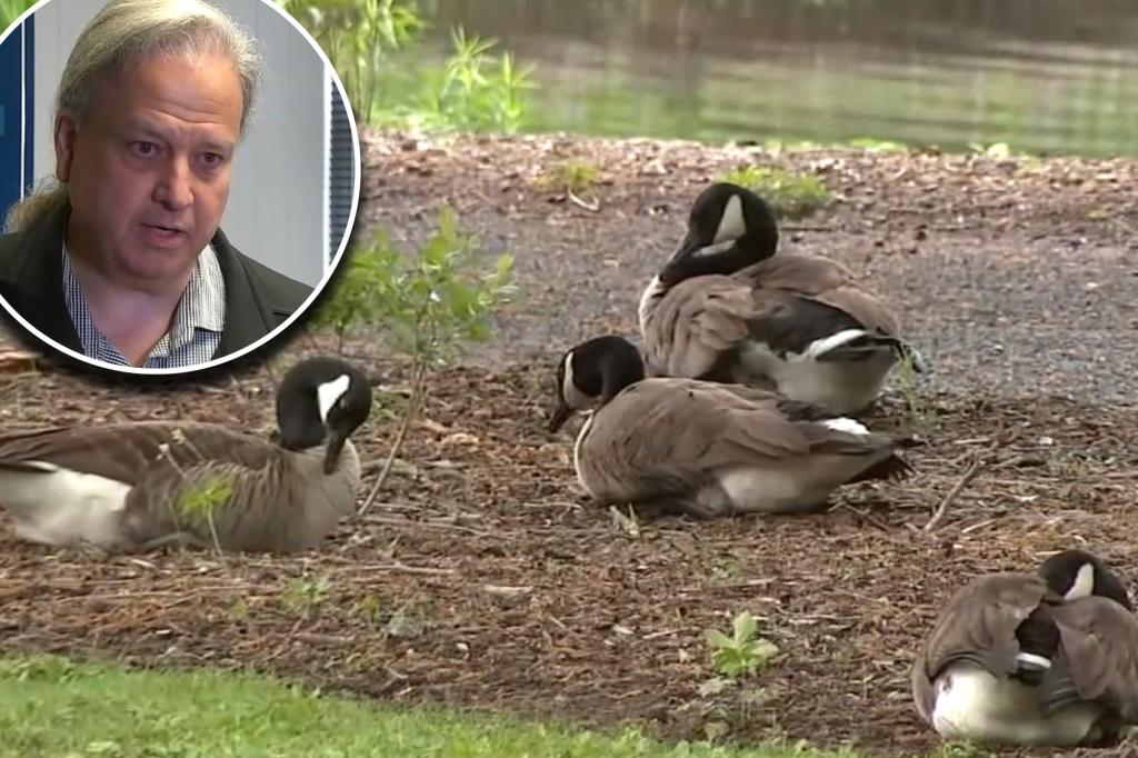 New Jersey town wants to gas geese to death over poop-filled park despite protests trib.al/dD7zLLW
