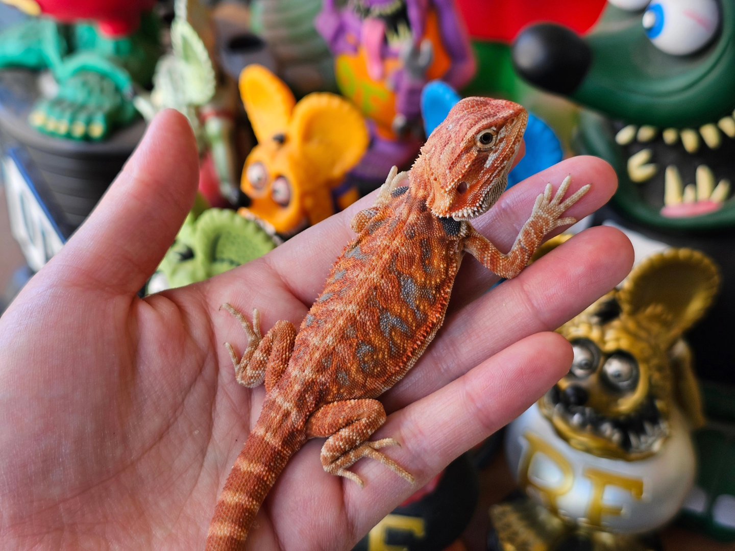 ちゅらトカゲCH(REPTILE PARK) on X: 