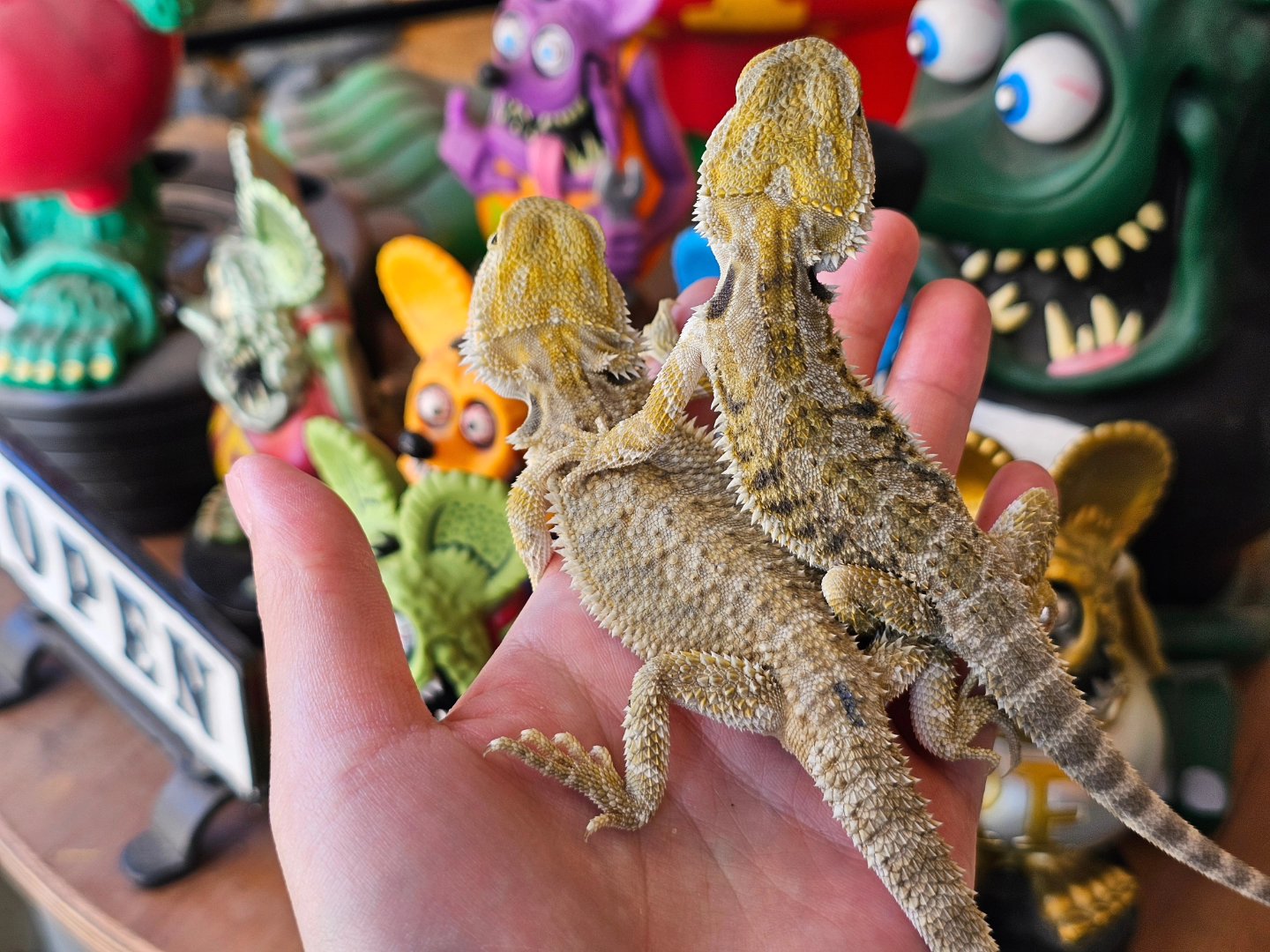 ちゅらトカゲCH(REPTILE PARK) on X: 