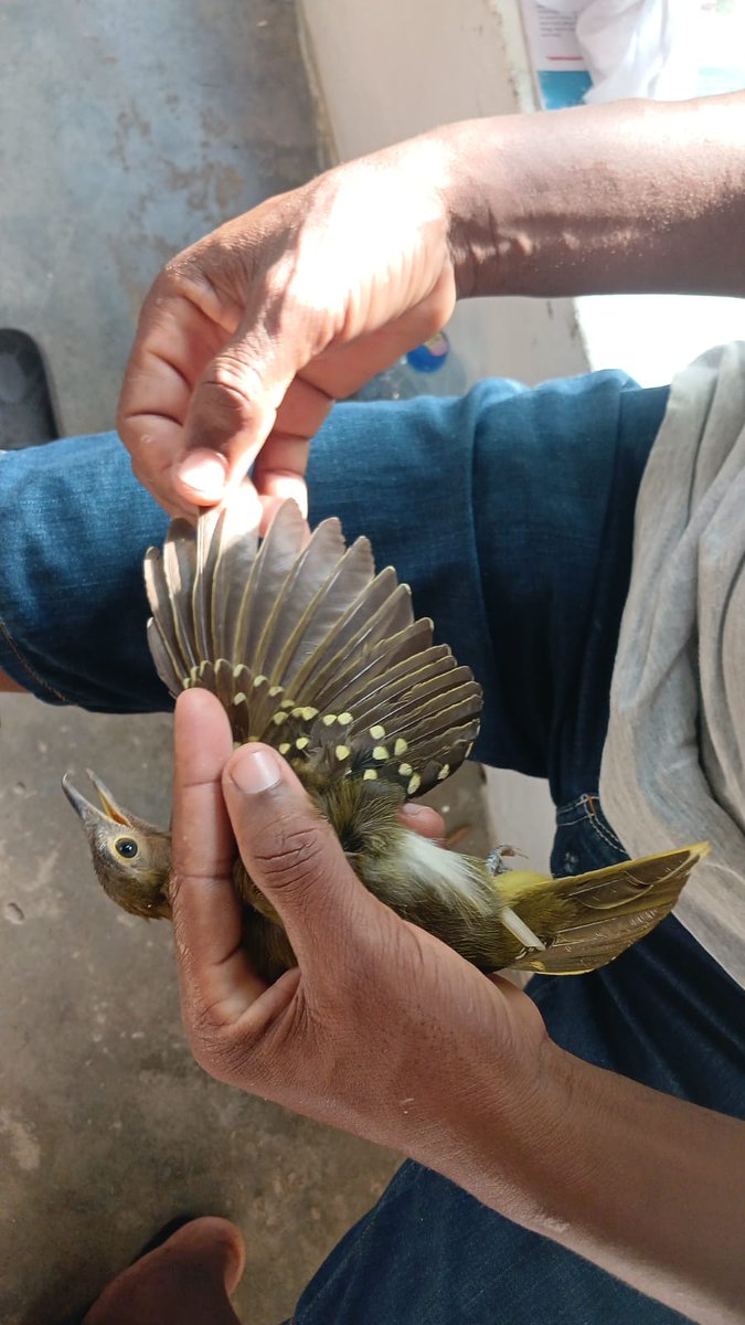 #Birdringing Thursdays!! Here are some of the beautiful shots from todays session.
Join us for bird ringing sessions every Thursday here at Mwamba. Follow this link to get the full story about birdringing;arocha.or.ke/2024/05/02/unr…
#BIRDSTORY 
#Ringing
#Creationcare