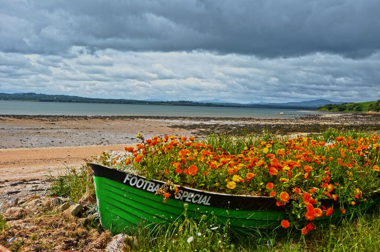Good morning from beautiful #Donegal ♥ Today's #GoodMorning photograph is of an old boat on Inch Island filled with sunny nasturtiums, and named for that famous Donegal drink, McDaids Football Special. #boats #flowers #InchIsland #Donegal #Ireland @ThePhotoHour