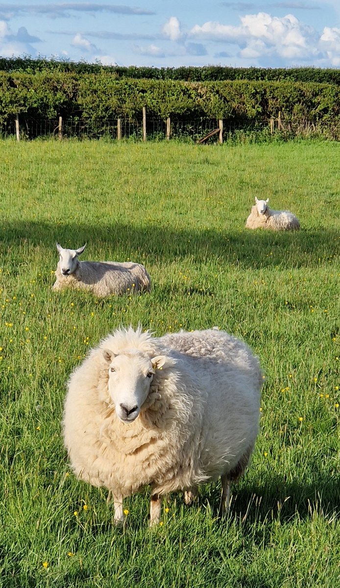 Samantha and friends thoroughly enjoying the warm sunshine ☀️ and the fresh spring grass ☘️🌱

#animalsanctuary #sheep365 #sheep #nonprofit #amazonwishlist #Spring #grass #animallovers #ForeverHome 

woollypatchworksheepsanctuary.uk