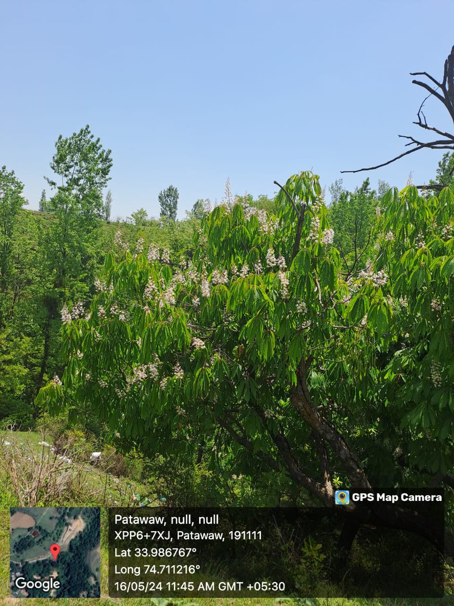 Our #Apiary #bees are doing a great job in the glorious weather in #Kashmir today! 

#FabaHoney #Honey