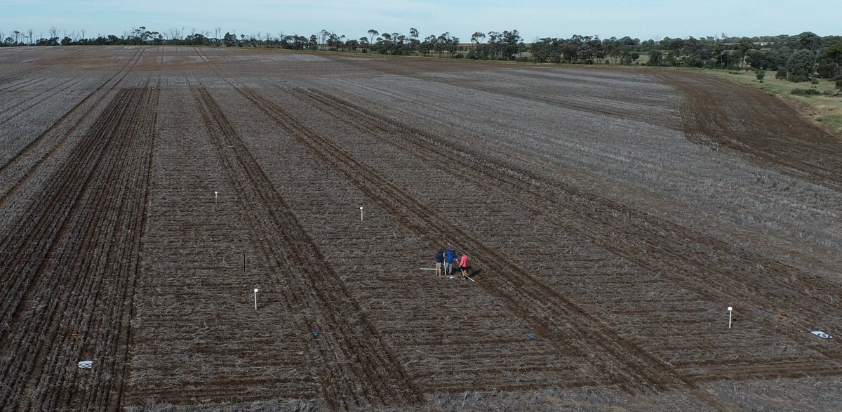 Southern QLD #Longcoleoptilewheat being finalised for #plant24. Four trials onsite - Core Met Trial, Seed Size, Press wheel down pressure &amp; Seed treatment effect. Range of LCW and conventional lines with approx.  40 or 100 mm of soil over the seed. <a href="/GRDCNorth/">GRDC North</a> <a href="/rebetzke_0/">Greg Rebetzke</a> @DAFQld