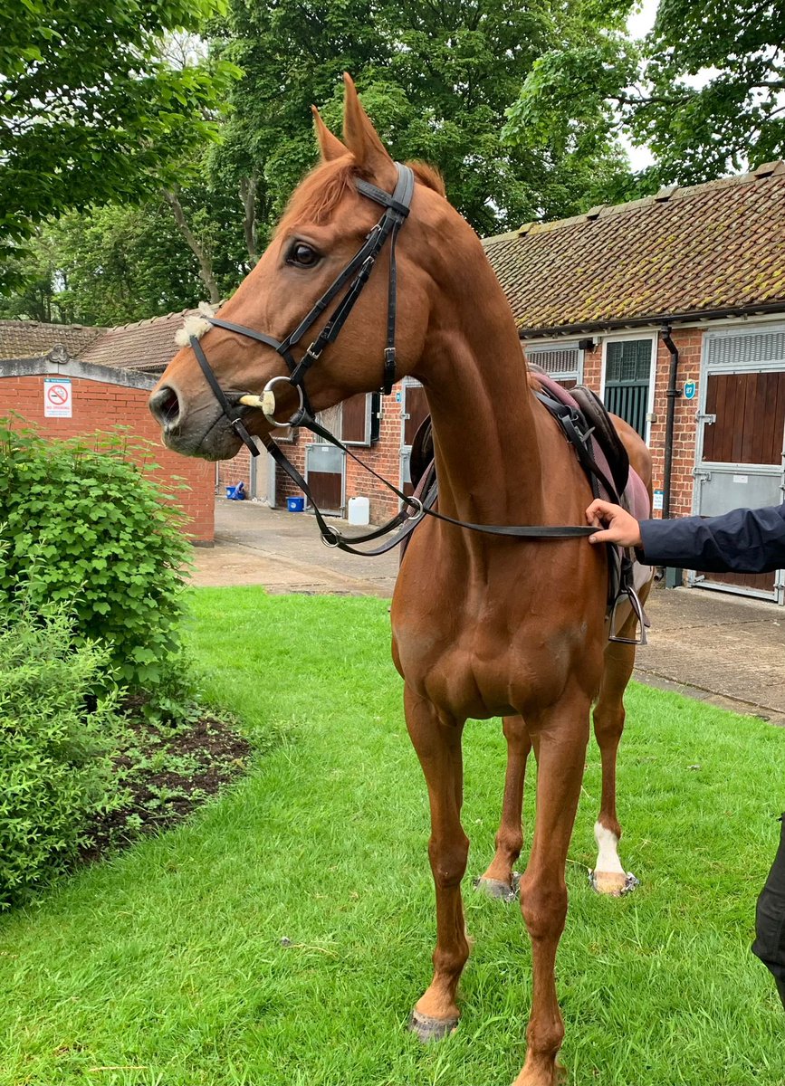 VAUBAN, making @StablesideYork his home before his run for @WillieMullinsNH in the @Boodles Yorkshire Cup tomorrow 🏡🐎
