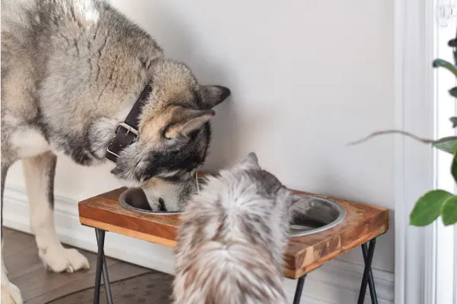 How to Make Sure That Your Dog Is Not Eating Cat Food? 👇

dogexpress.in/how-to-make-su…

#Dogexpress #Doglovers #Dogowners #lovemydog #doglove #doglife🐾 #dogfoods #dogfoodcare #catfood #dogsofinsta #dogcare #purelove #dogpicture #petstagram #dogstagram #dogsofinstagram