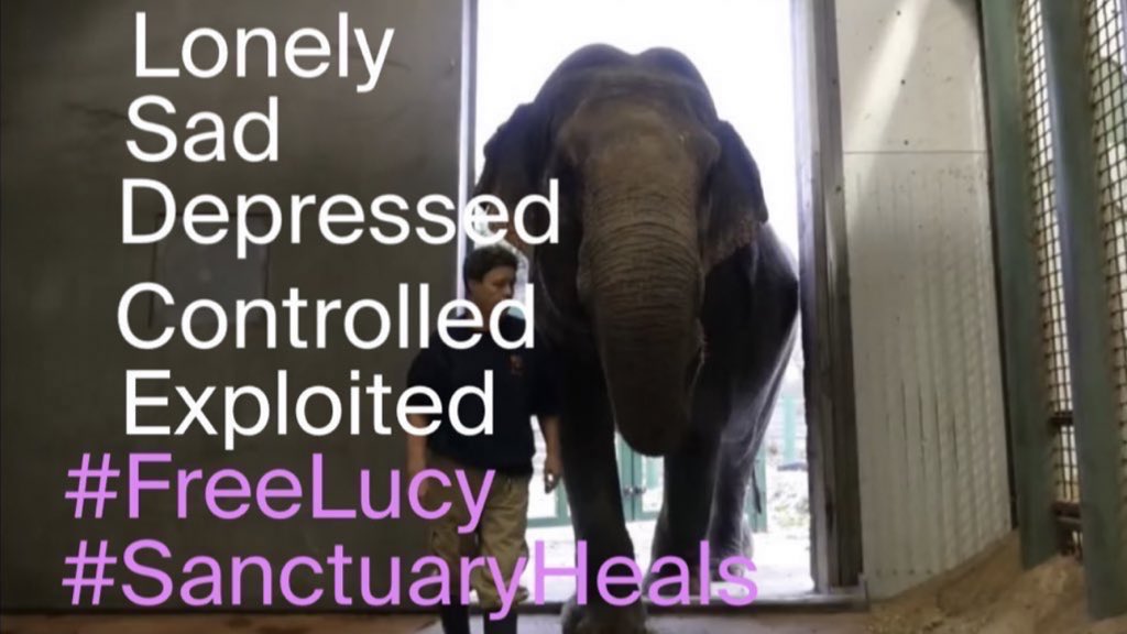 Time to shine the 💡 on the individuals & organisations who are failing Lucy 
@AmarjeetSohiYEG head in the sand
@gdewar YegZoo manipulates with @CAZA_AZAC to keep Lucy in captivity
Edmonton Press who won’t investigate the truth behind #YegZoo
@CityofEdmonton won’t audit #YegZoo
