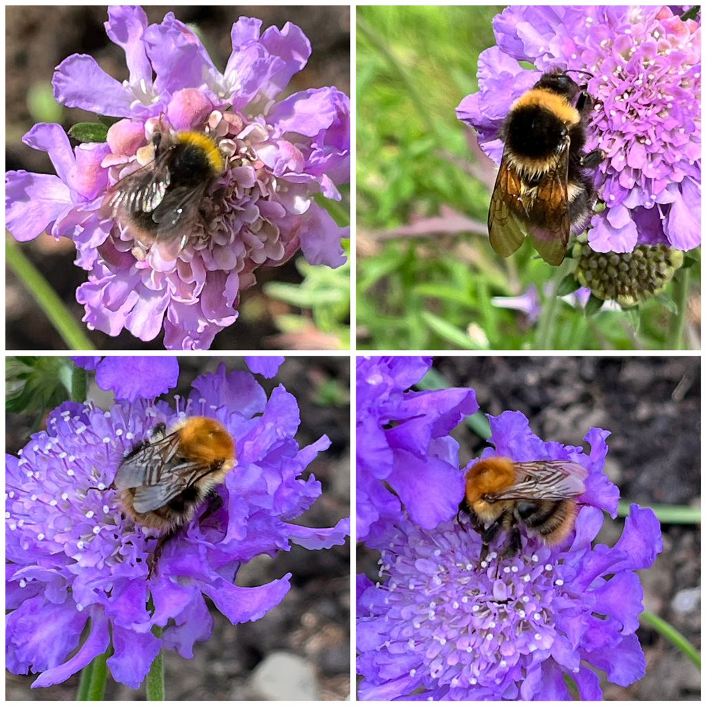 Good morning. Bumblebees 🐝 enjoying Scabious flowers in #mygarden #InsectThursday Have a great day.