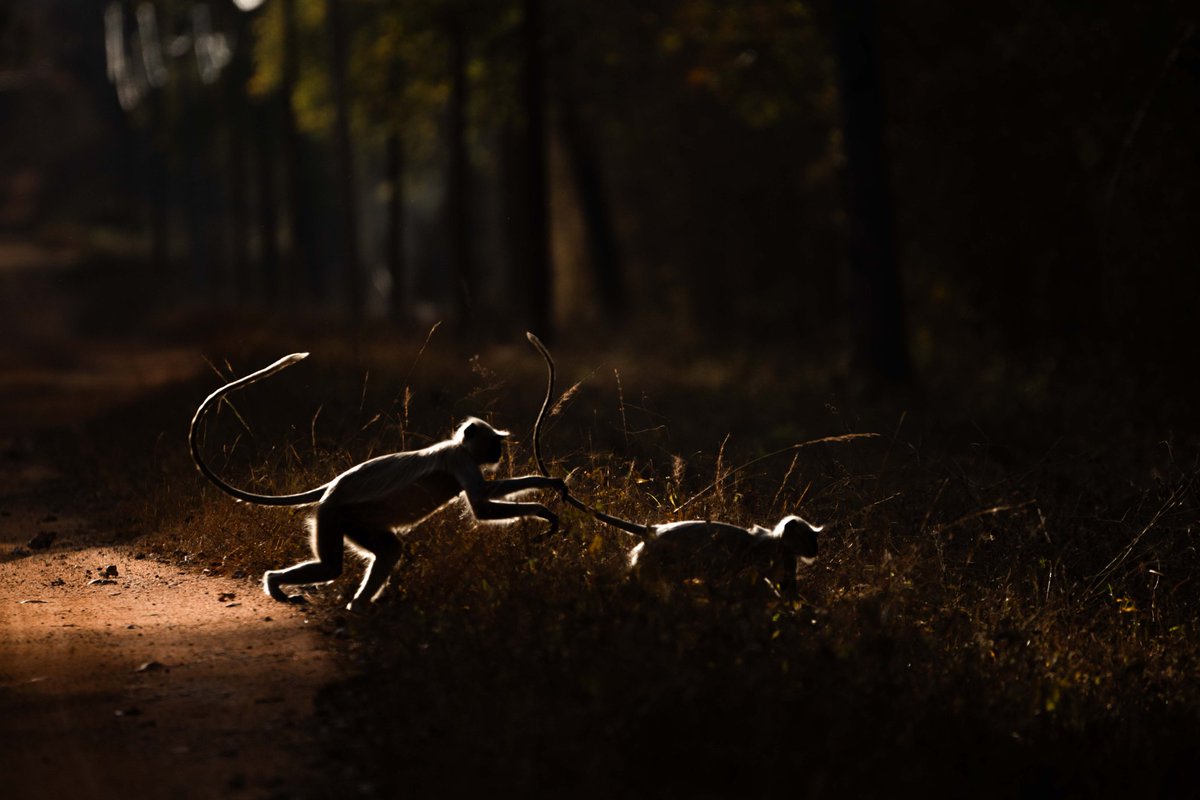 #Tadoba is a land of Tigers but a photographer's vision can never miss a light like this even while an intense chase of 🐯🐅 sightings. #TigerTuesday @Discovery