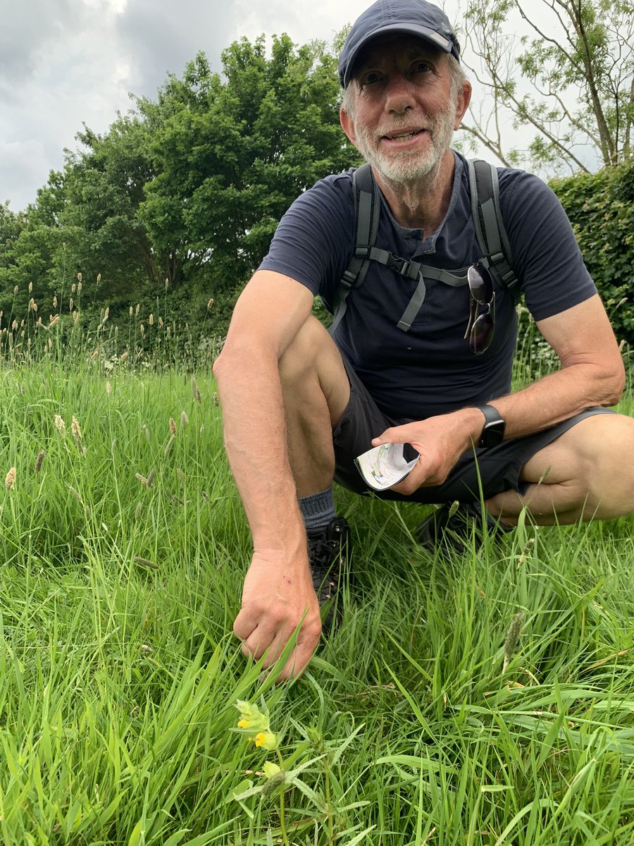 Yellow rattle, known as the meadow maker because it’s semi-parasitic on grass. Less grass = more wild flowers. We had school children collect thousands of seeds from Aconbury, Worcester last summer and our volunteers sowed them in several places, and WOW 🤩, look at the result.