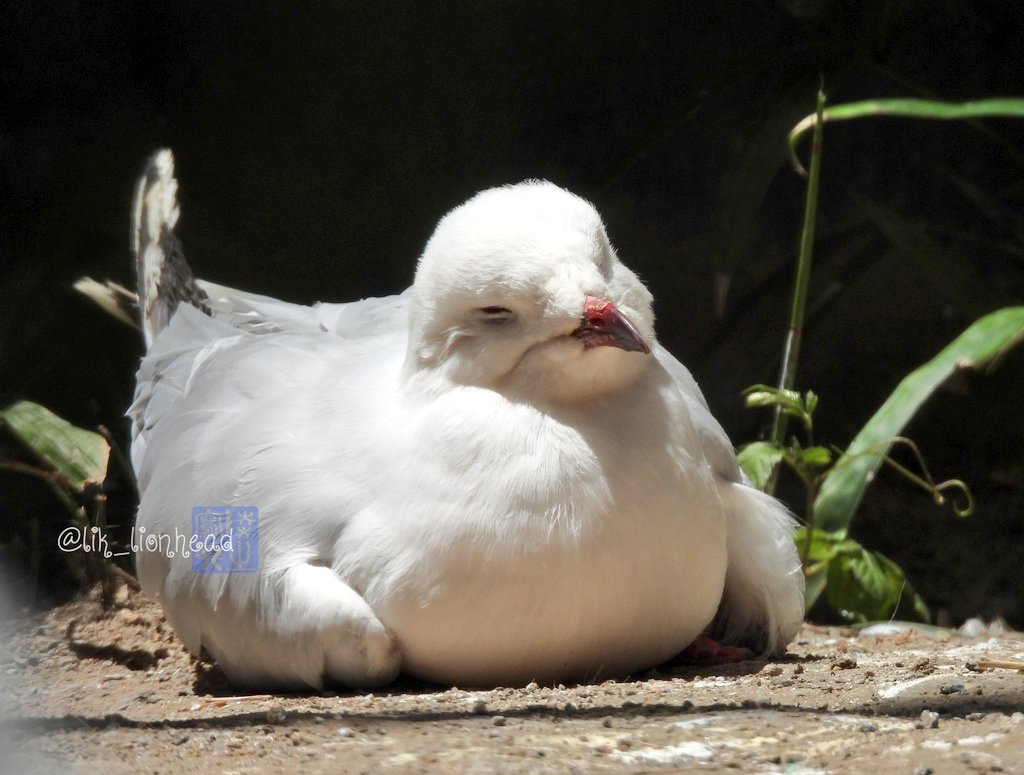 lik_nasua_nasua's tweet photo. #愛鳥週間 #バードウィーク
💤
#福岡市動物園 #ギンカモメ
#SilverGull
#BirdWeek https://t.co/kxerK3knIl