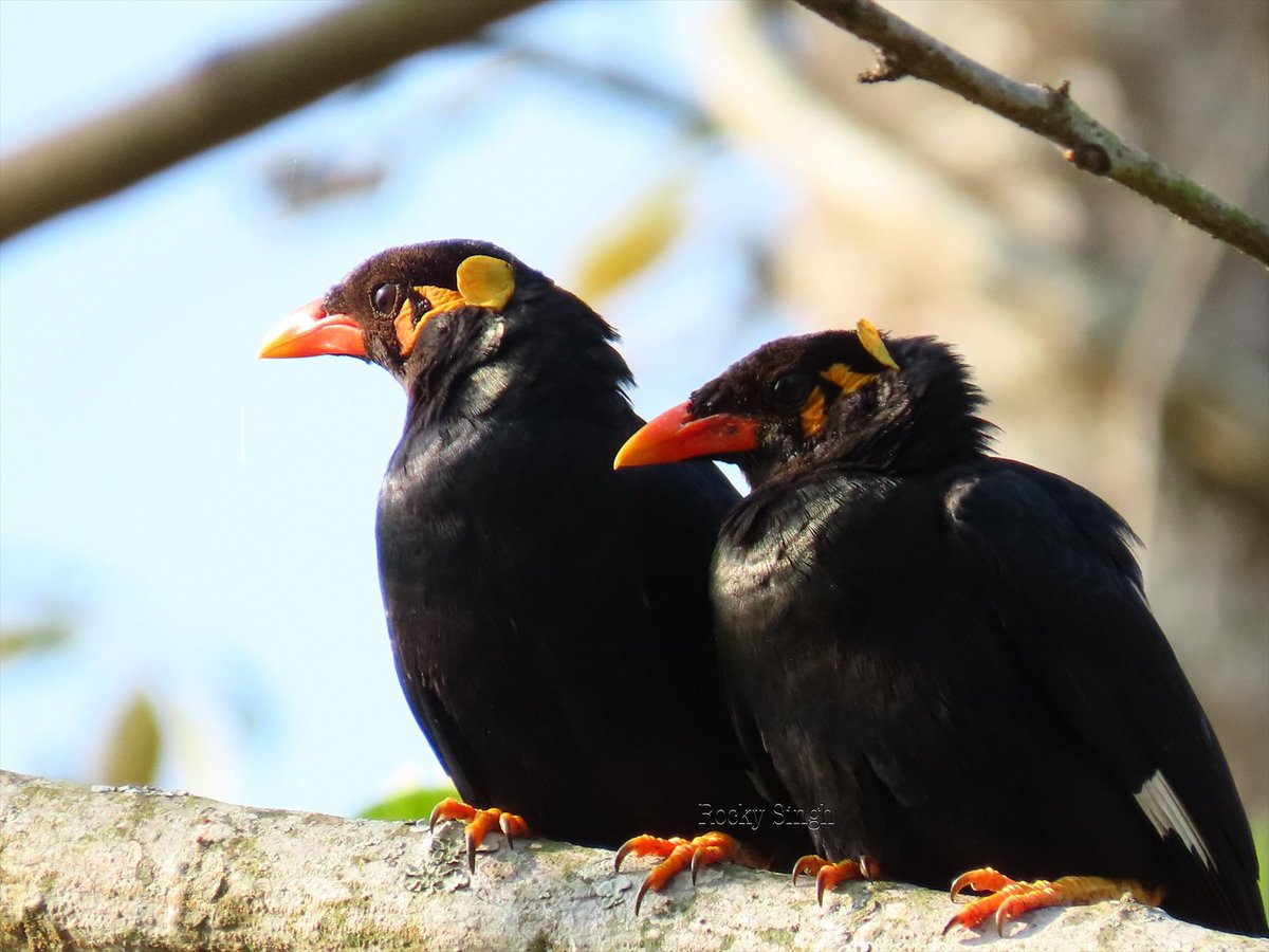 The Hill Myna is one of the best mimics of the bird world. That’s what draws people to them and led to their misfortune and excessive captivity. In a forest, their varied calls and whistles make everything come alive. An energising presence @indiaves